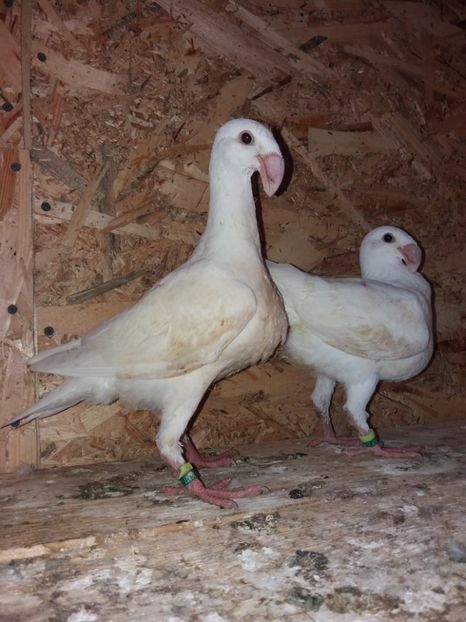  - Voiajor German PUII 2019