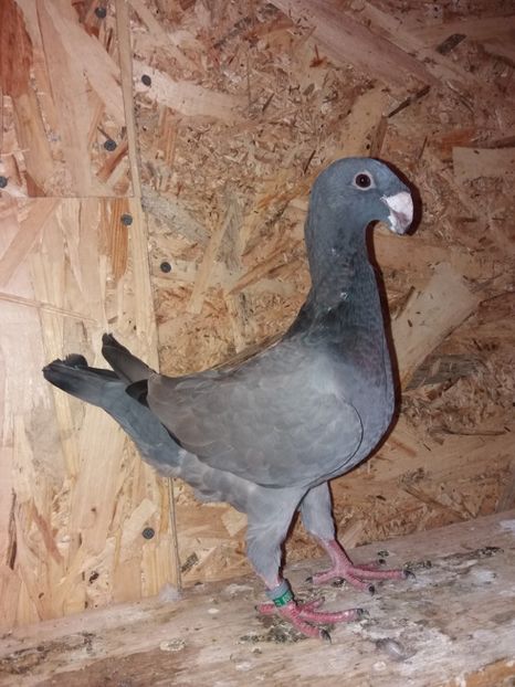  - Voiajor German PUII 2019