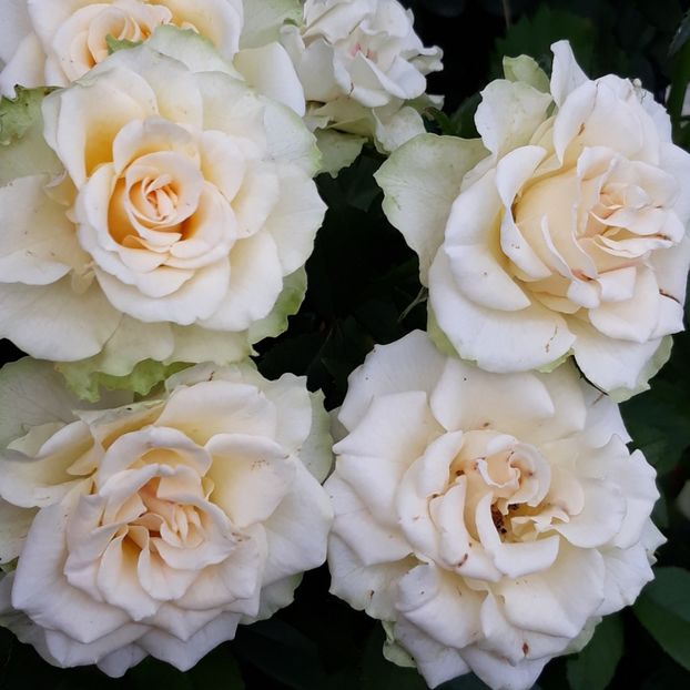  - Rose 2019