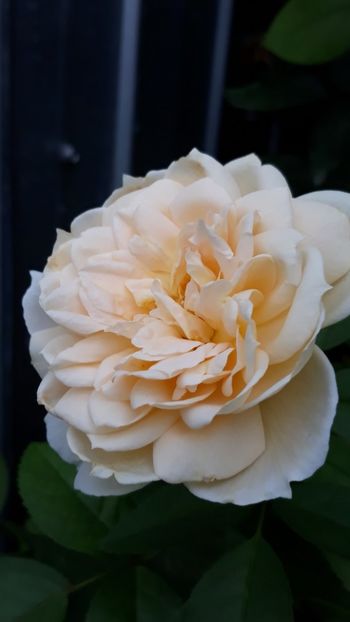  - Rose 2019