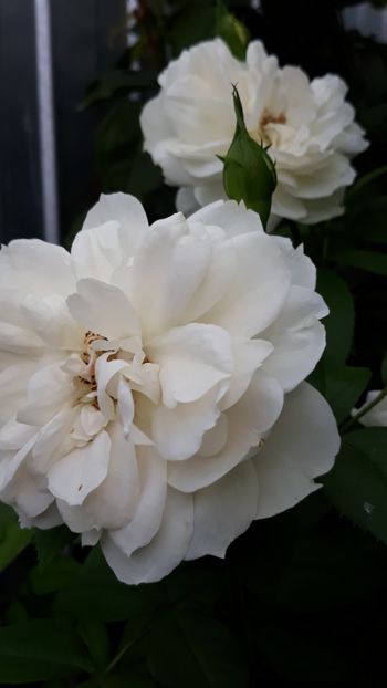  - Rose 2019