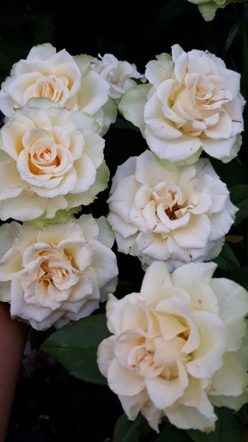  - Rose 2019