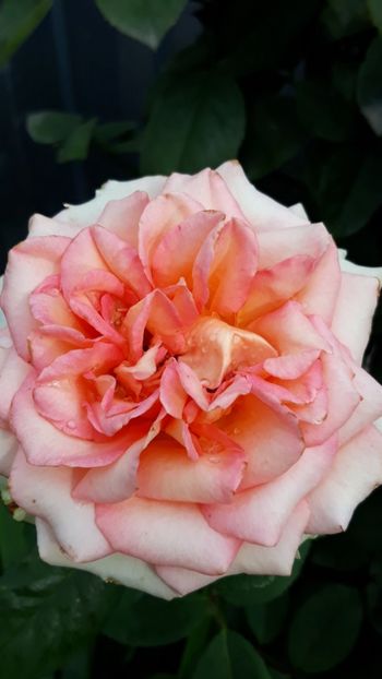  - Rose 2019