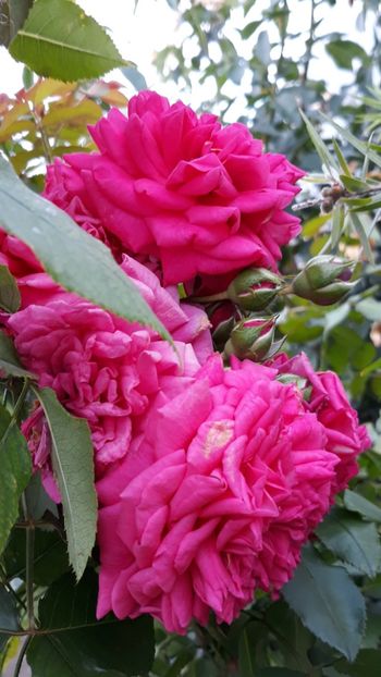  - Rose 2019