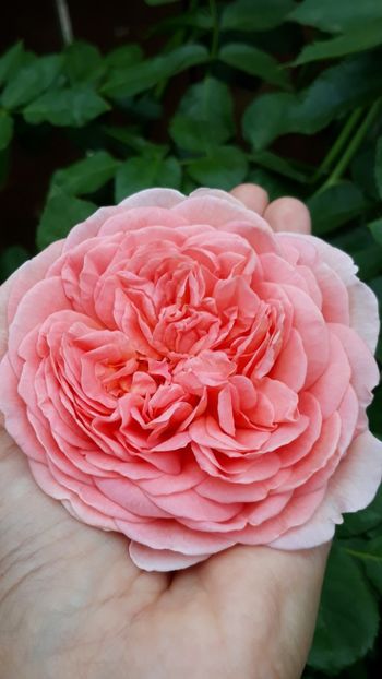  - Rose 2019