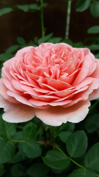  - Rose 2019