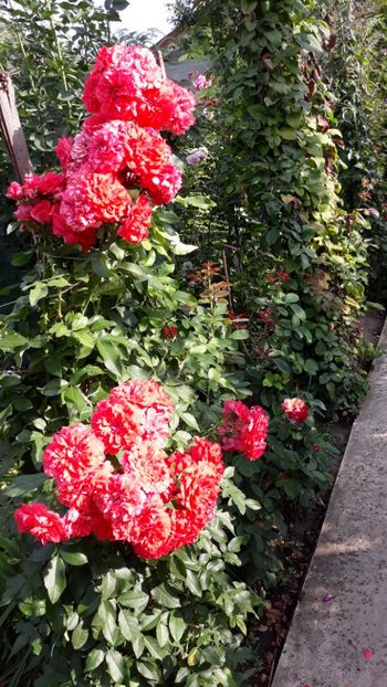  - Rose 2019