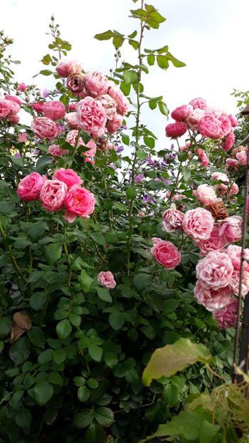  - Rose 2019
