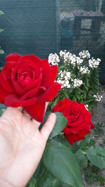  - Rose 2019
