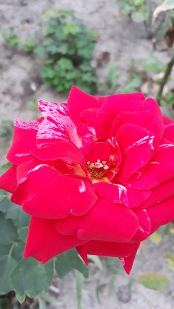  - Rose 2019