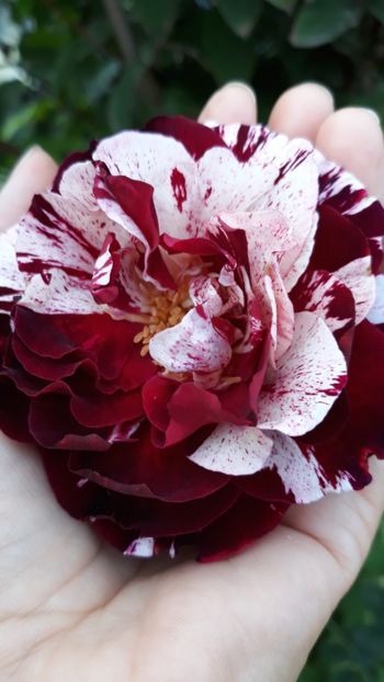  - Rose 2019