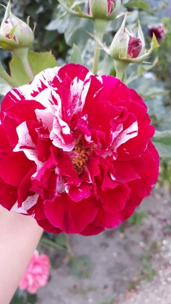  - Rose 2019