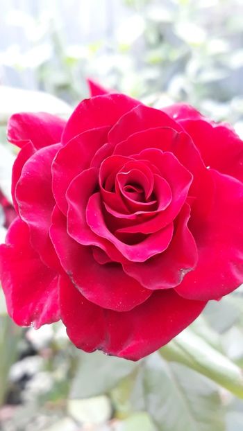  - Rose 2019