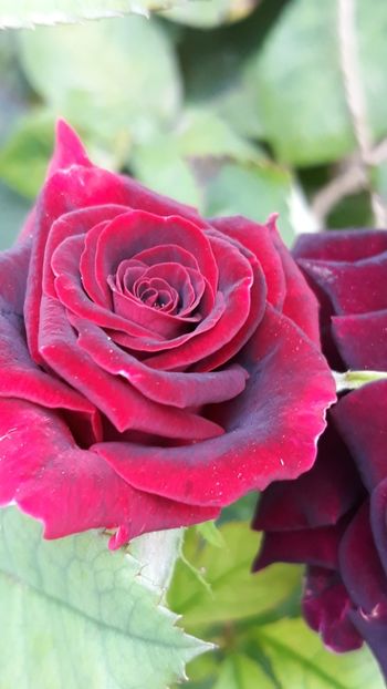  - Rose 2019