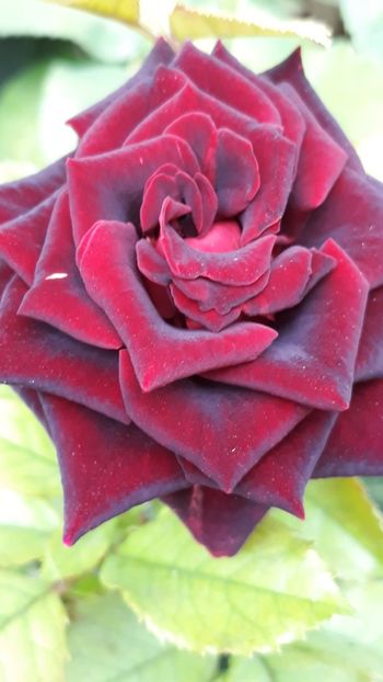 - Rose 2019