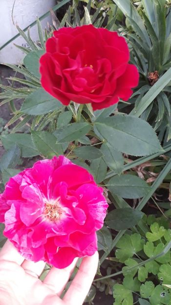  - Rose 2019