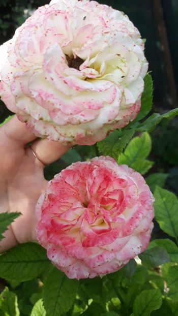  - Rose 2019