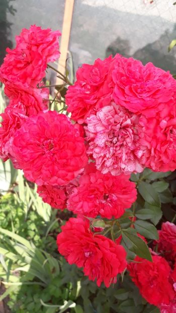  - Rose 2019