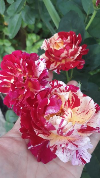  - Rose 2019