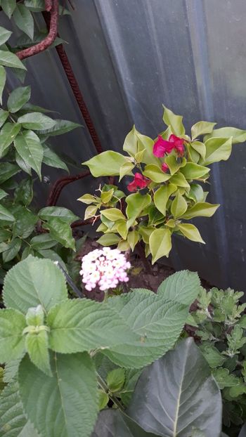  - Bougainvillea 2019-2020