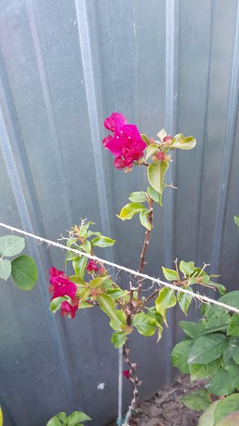  - Bougainvillea 2019-2020