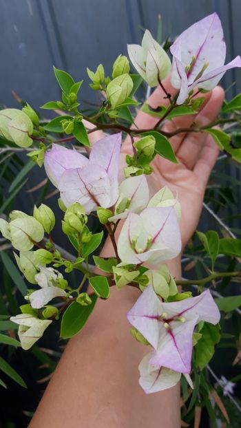  - Bougainvillea 2019-2020