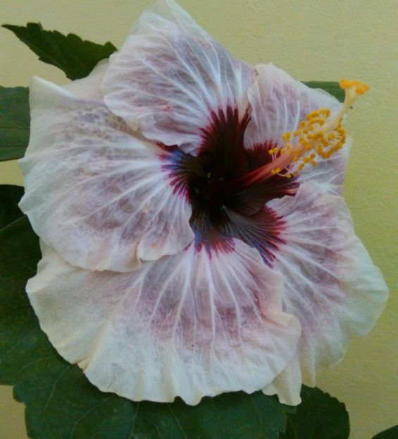  - Hibiscus My Way