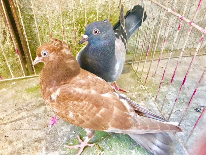 B8C744B0-1FD8-4509-973C-8C81B1072D6F - Pui Zburator Beograd