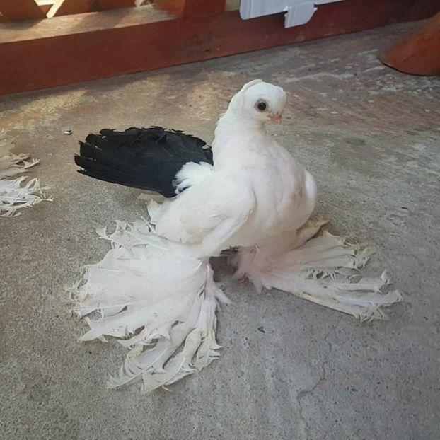  - Omsk si novocerkaski 2019