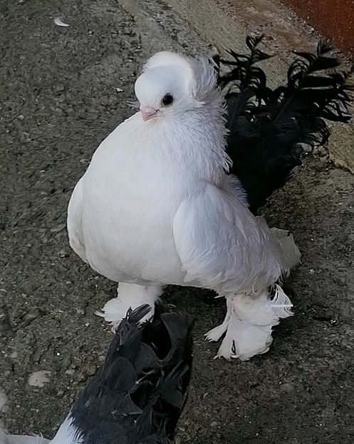  - Omsk si novocerkaski 2019