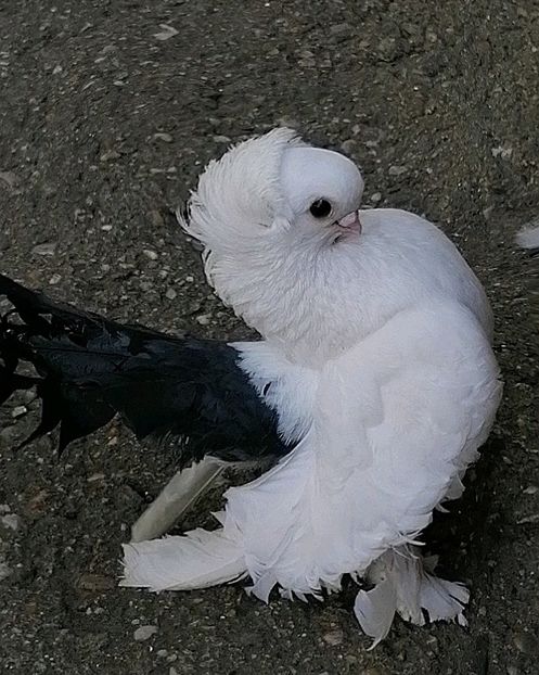  - Omsk si novocerkaski 2019