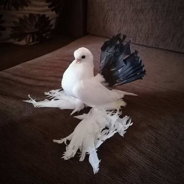  - Omsk si novocerkaski 2019