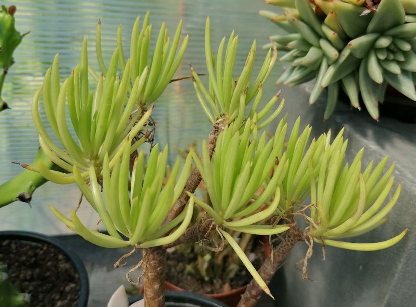 Senecio barbetonicus - Senecio