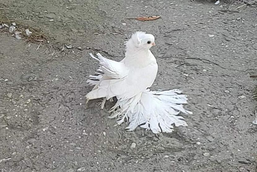  - Omsk si novocerkaski 2019