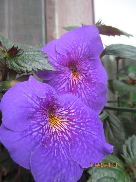  - ACHIMENES 2020 - VANZARI HIBRIZI