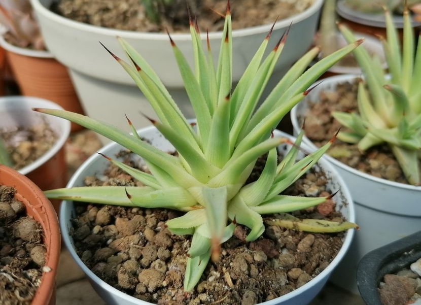 Agave stricta "Nana" - Agave