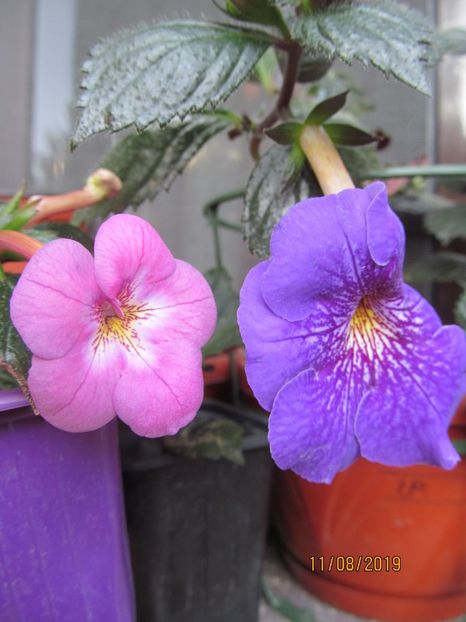  - ACHIMENES 2020 - VANZARI HIBRIZI