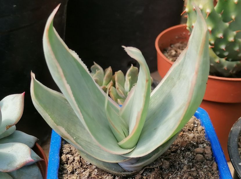  - Aloe