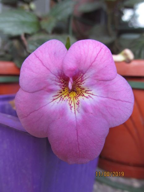 Pearl Gray - ACHIMENES 2020 - VANZARI HIBRIZI