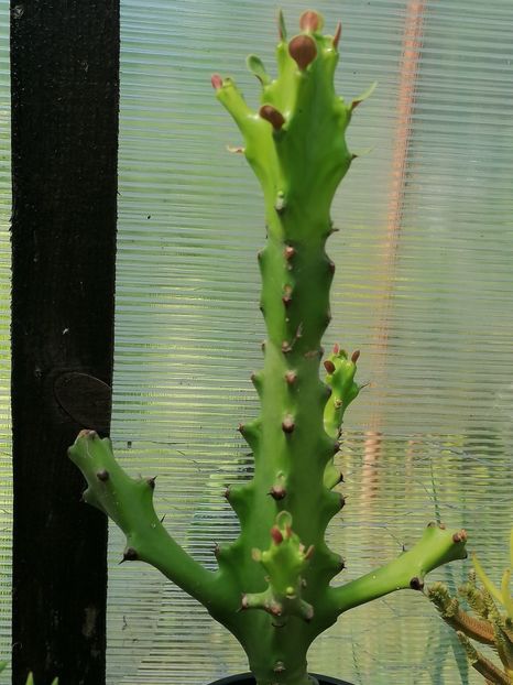  - Euphorbia