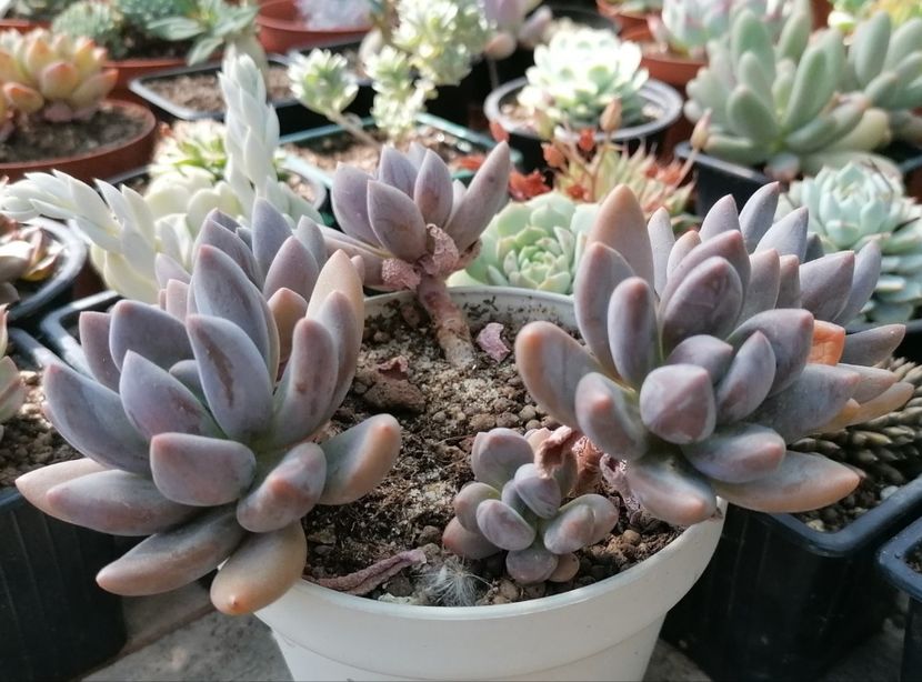 Pachyveria "Blue Mist" - Pachyveria