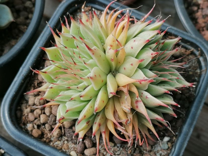 Graptopetalum filiferum - Graptopetalum