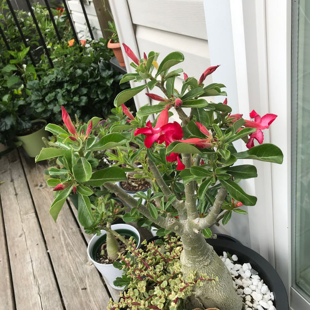  - Jurnalul gradinii 2019