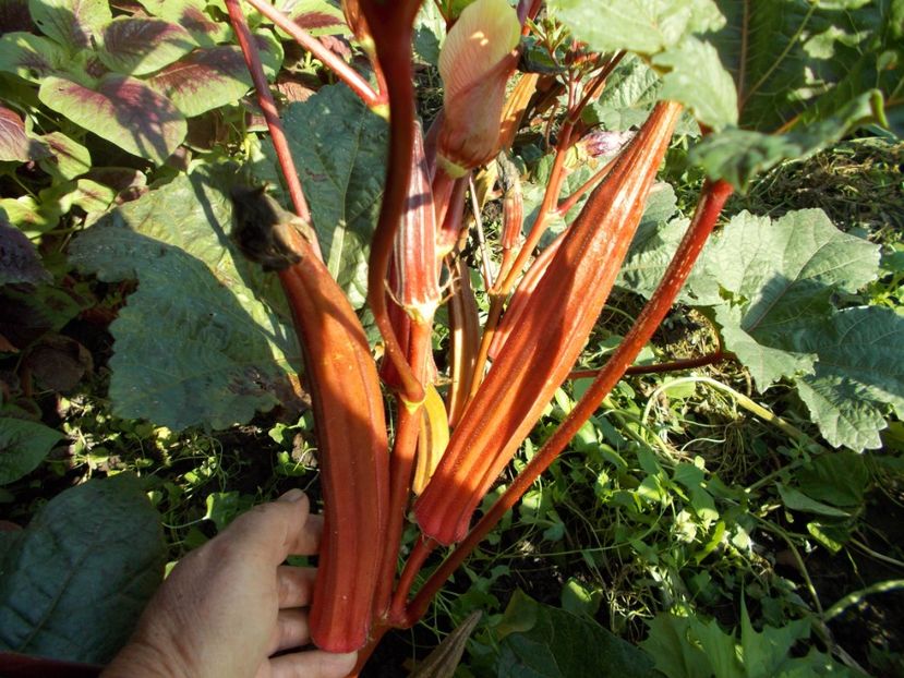  - SEMINTE BAME - D 130 JING ORANGE OKRA