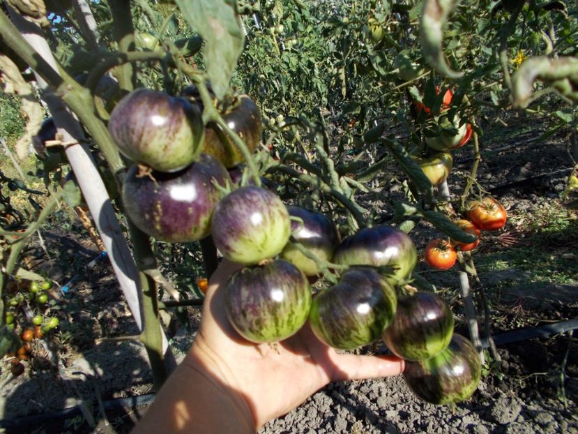  - SEMINTE ROSII - T 406 3242 AL