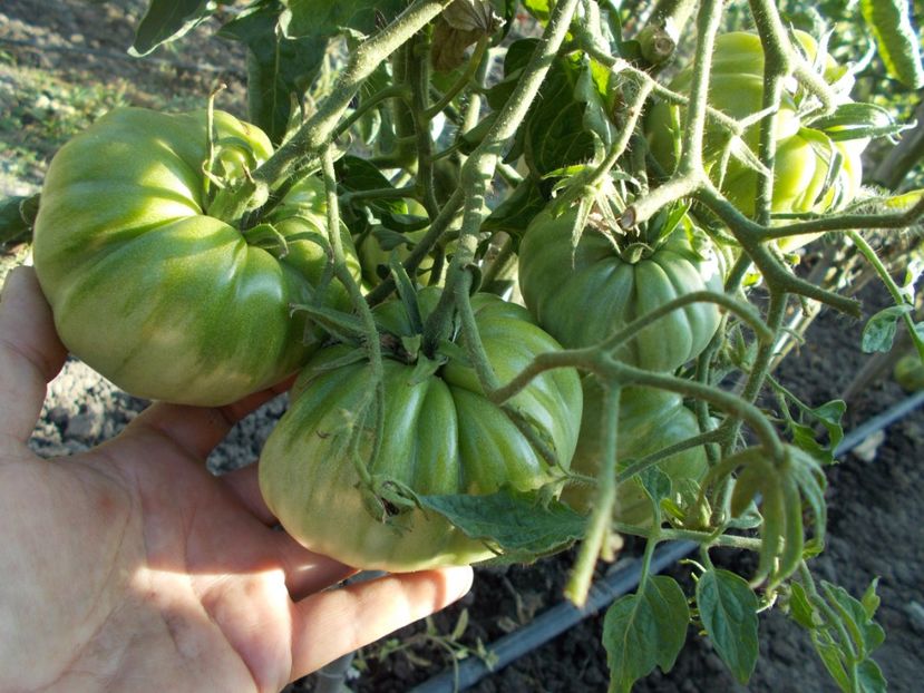  - SEMINTE ROSII - T 401 ACCORDEON