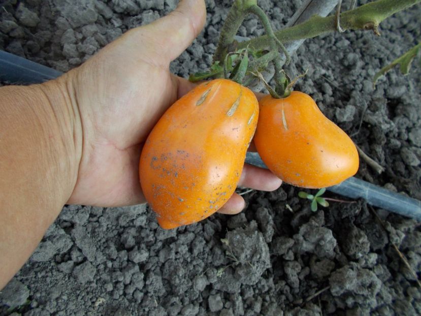  - SEMINTE ROSII - T 400 PERZEVIDNIJ ORANGE