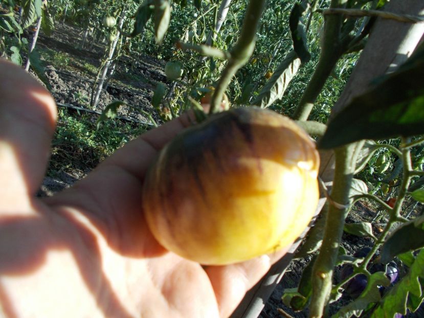  - SEMINTE ROSII - T 411 GREAT WHITE BLEU