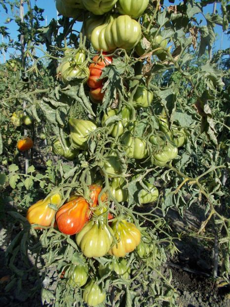  - SEMINTE ROSII - T 334 - TLACOLULA RIBBED