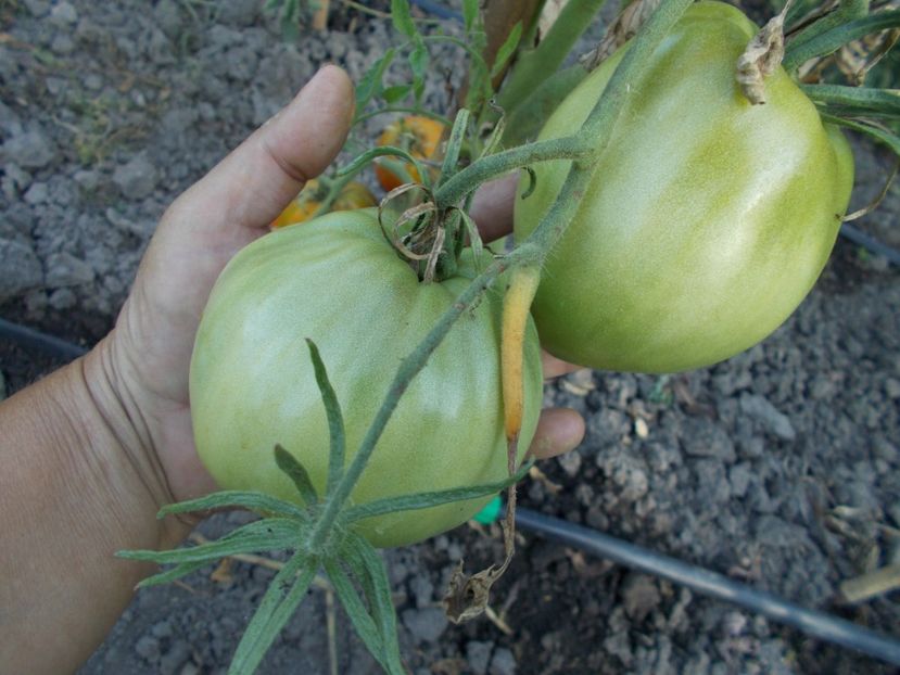  - SEMINTE ROSII - MOMINI SALZI - LACRIMILE FECIOAREI